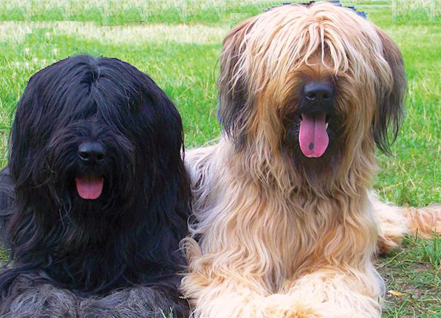 Briard