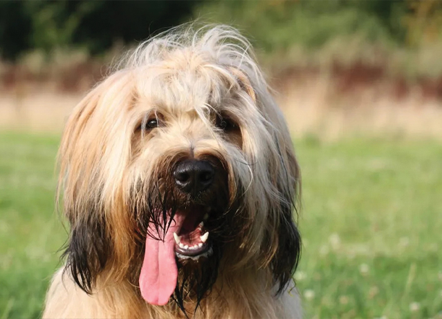 briard puppies