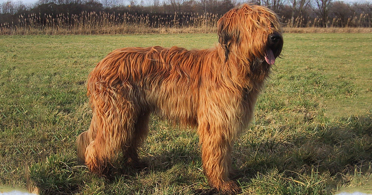 Briard