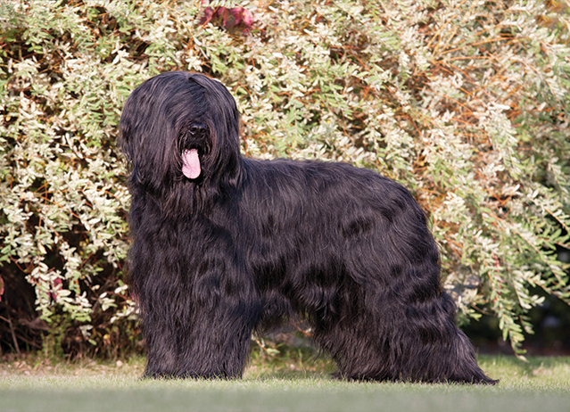 briard dog puppy