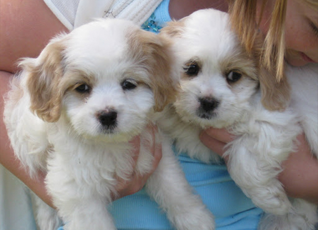 cavanese puppies