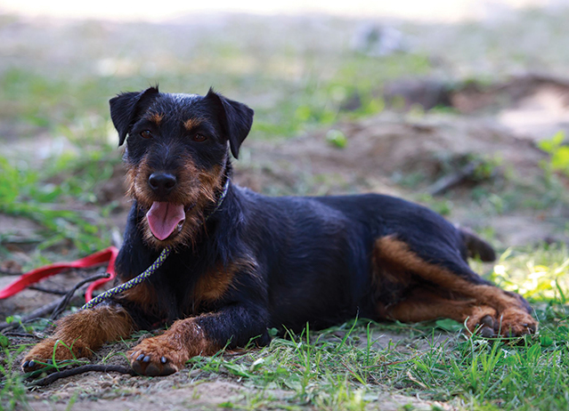 jagdterrier puppies