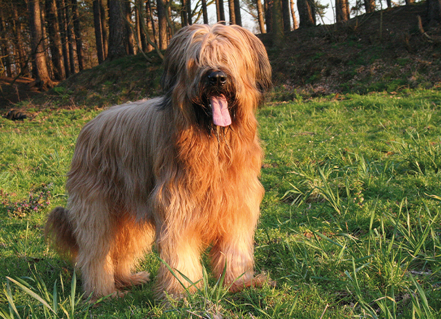 briard dog puppy