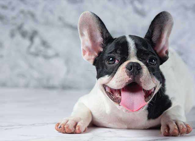 french boodle puppies