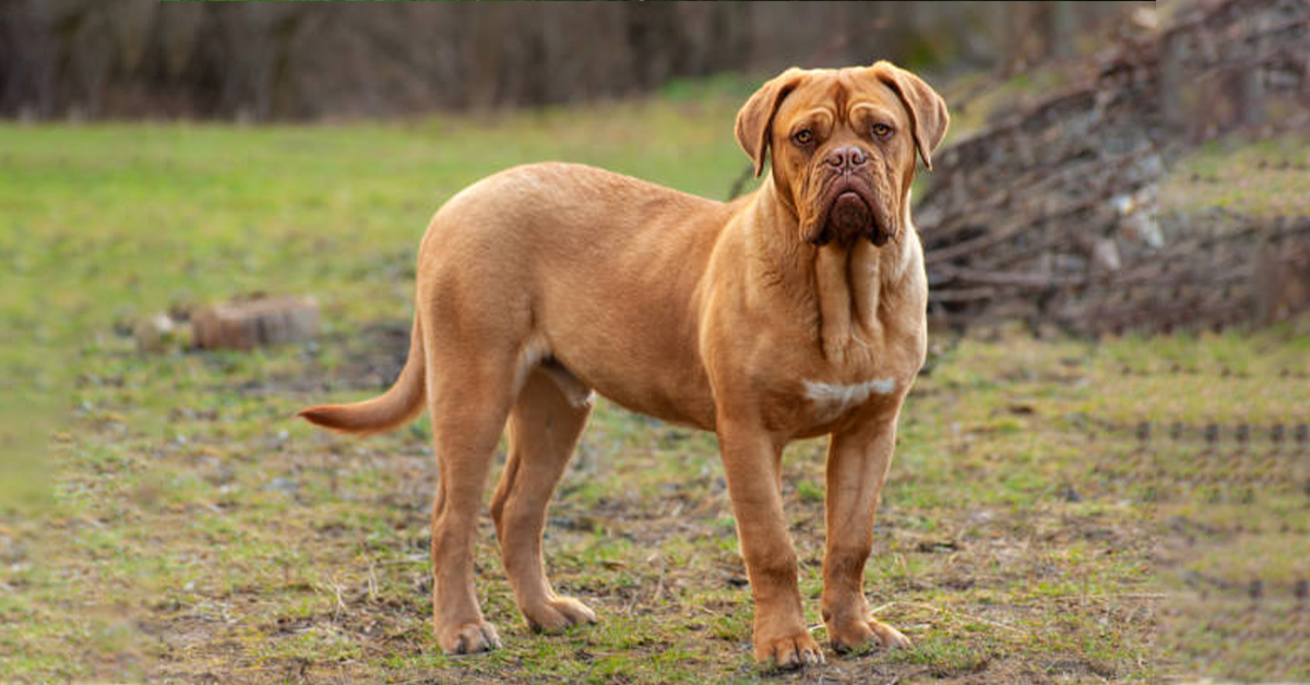 Mastiff