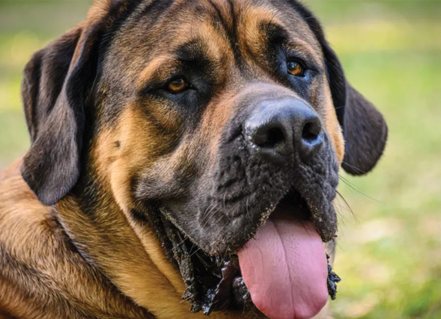 mastiff dog