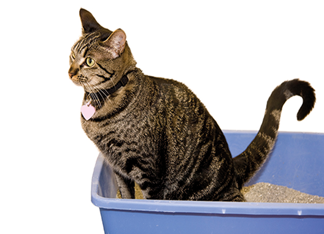 Cat Treats for Kidney Problems