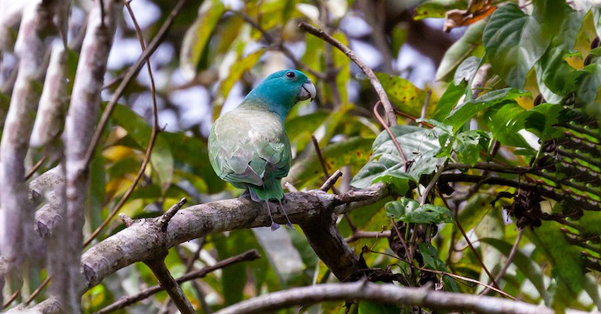 Blue Headed Racket Tail