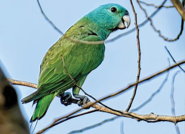 Blue Headed Racket Tail Parrot