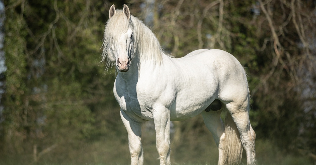 Boulonnais Horse