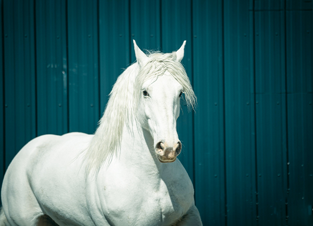 boulonnais horse.