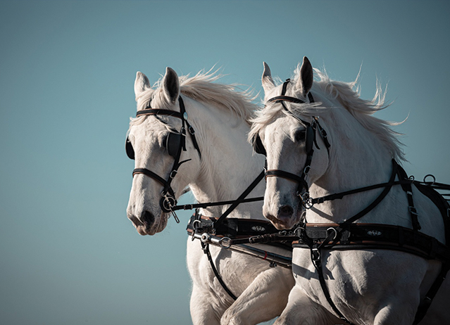 boulonnais horse.