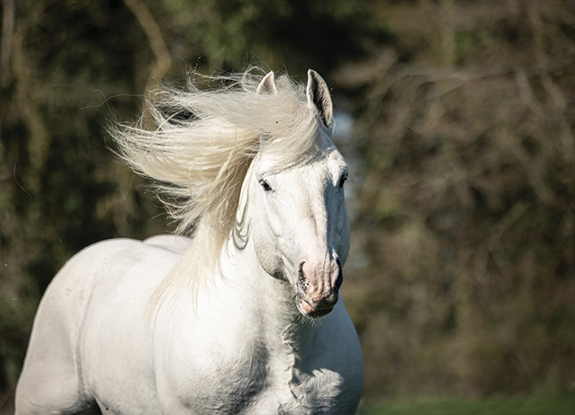 boulonnais horse.