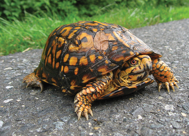 eastern box turtle food