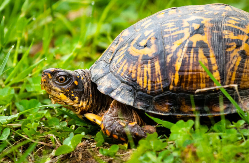 Turtle Breeds – Pets Knowledge