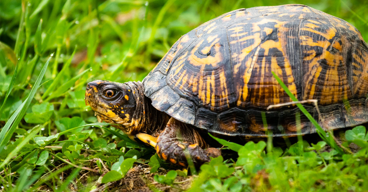 Eastern Box Turtle