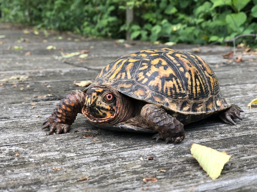 eastern box turtle diet​