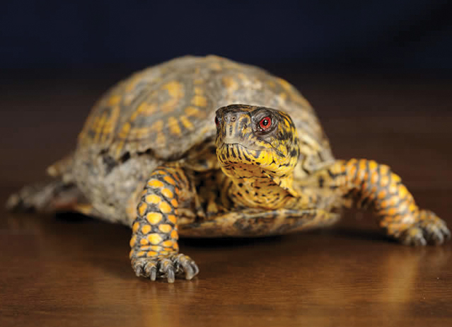 eastern box turtle care