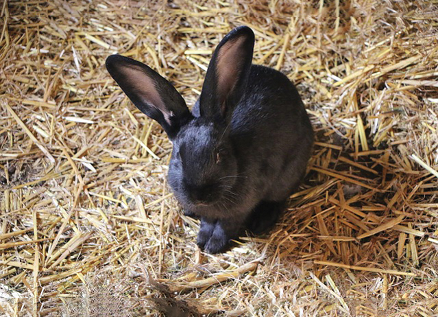 best rabbit breeds for kids