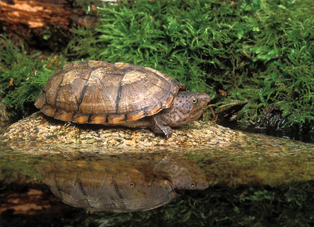 Loggerhead Musk Turtle