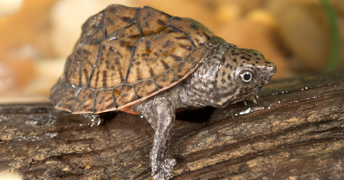 Loggerhead Musk Turtle