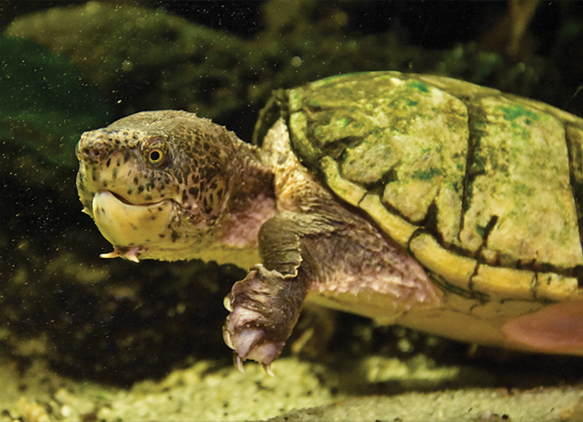 musk turtle