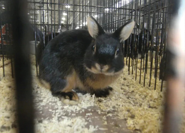 tan rabbit breed