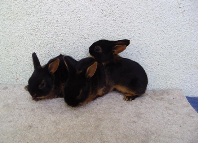 black tan rabbit​