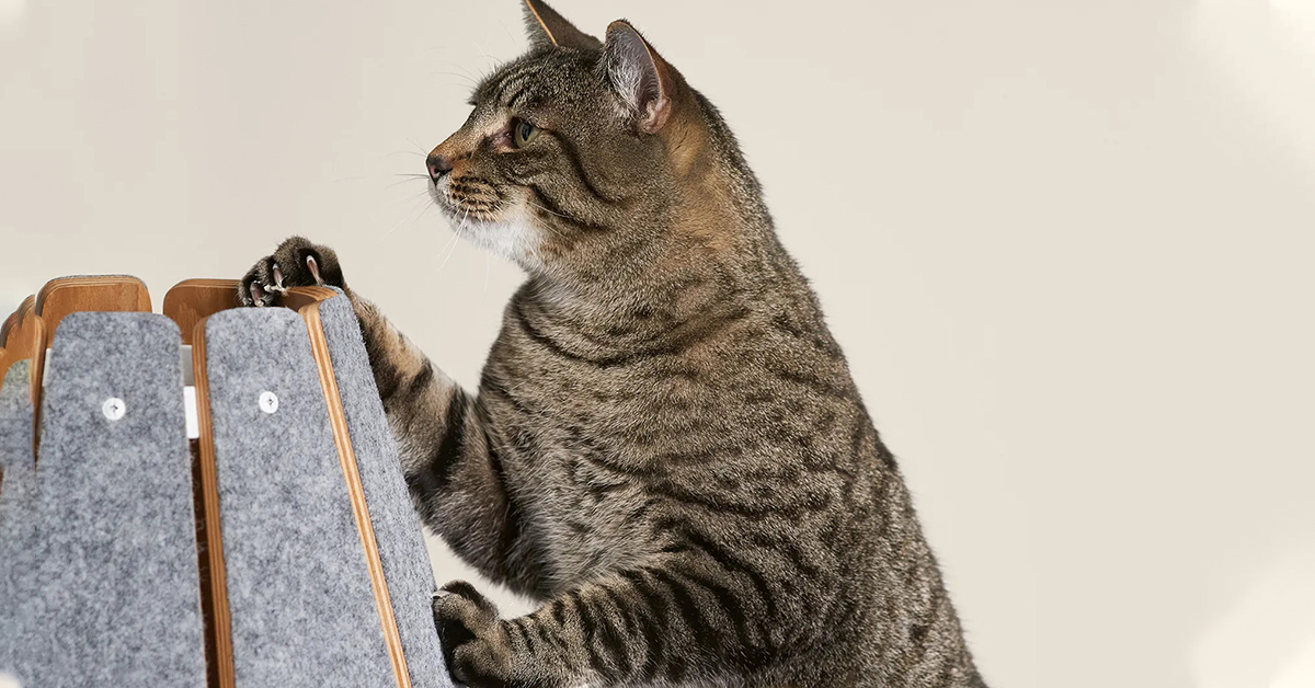 How to Pick Furniture Your Cat Won’t Scratch