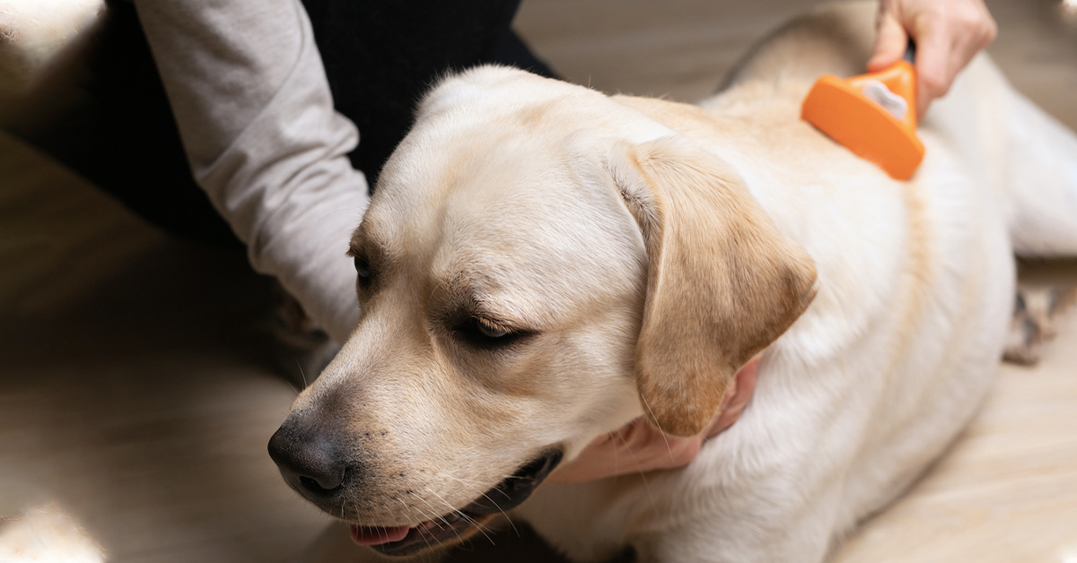 Dog De-Shedding