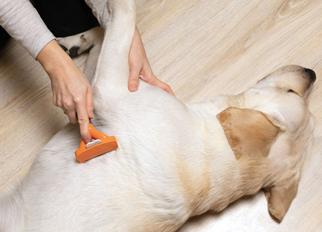 Dog shedding tips