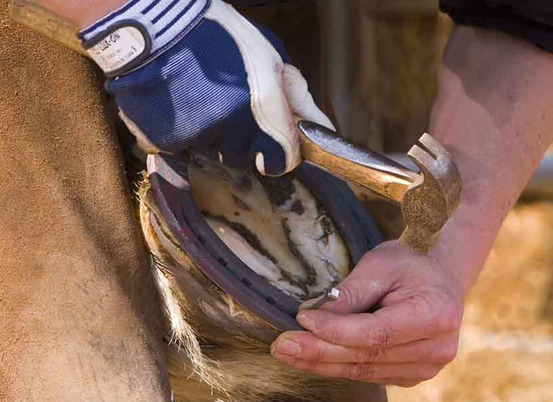 horse shoes