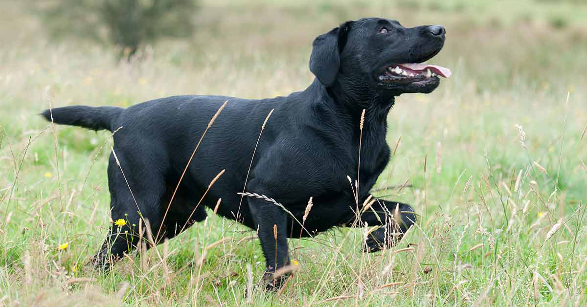 Lab Pointer Dog