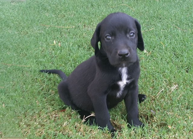 lab pointer mix puppies