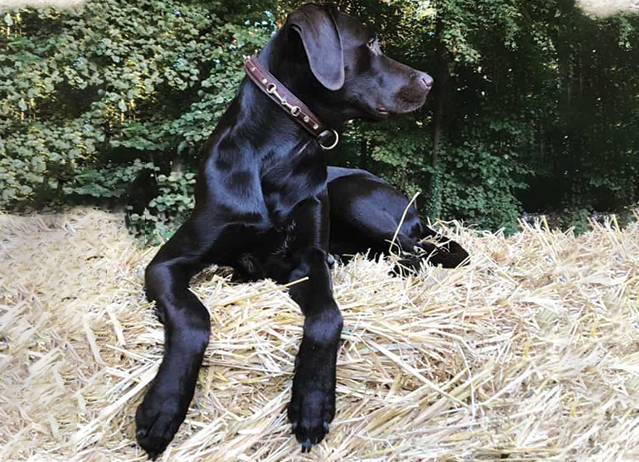 Lab Pointer Dog