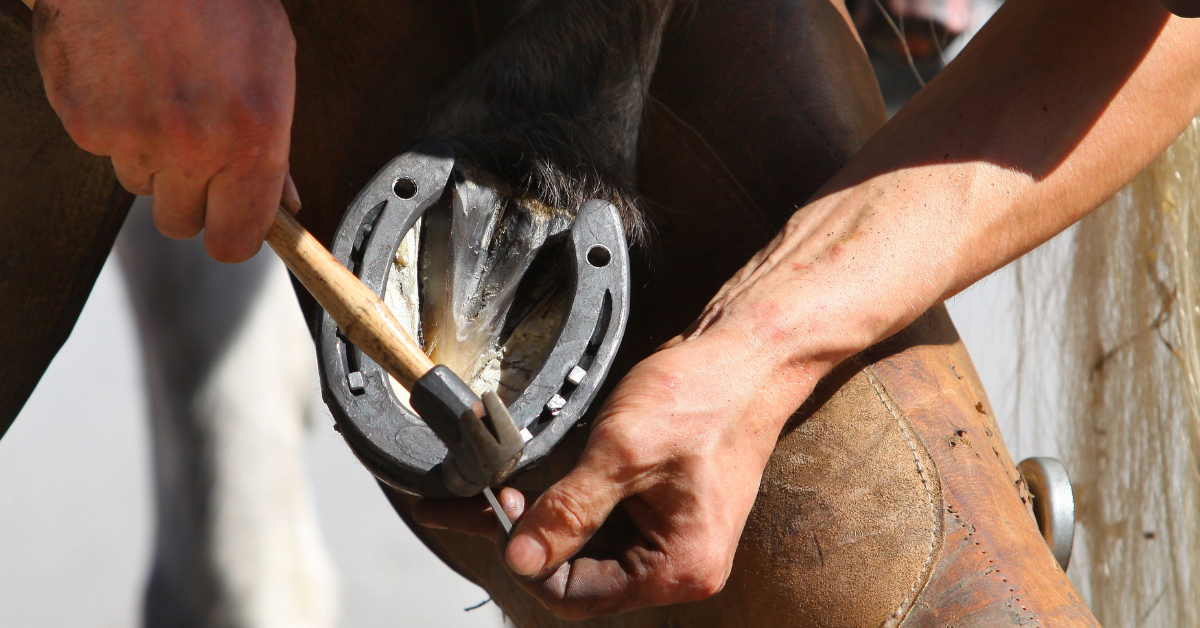 Horseshoeing