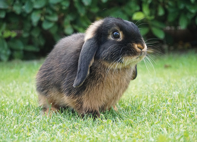 tan rabbit colors