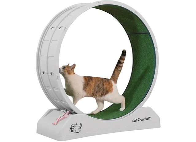 cat exercise wheel