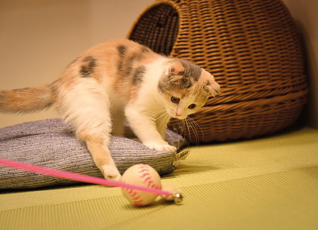 cat wheel for exercise