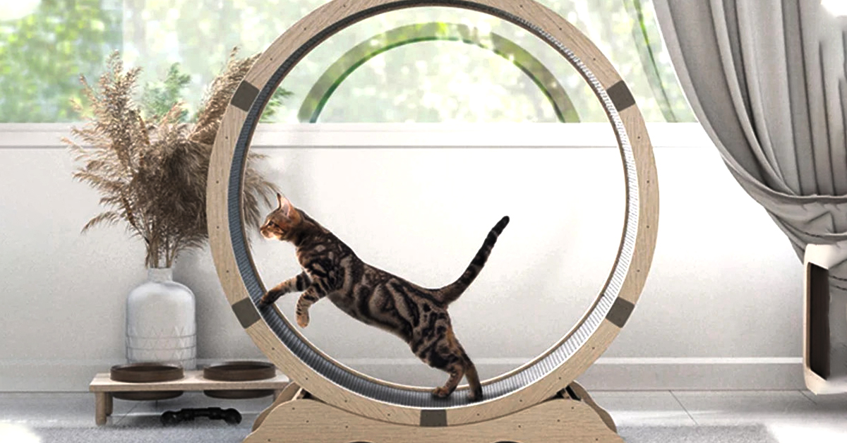 Cat Wheel Exercise