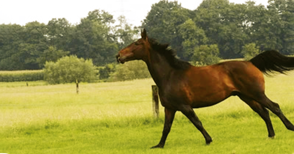 Westphalian Horse