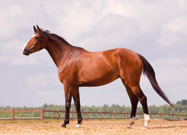 westphalian horse breed