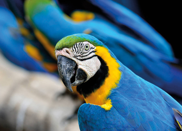 blue and gold macaw personality