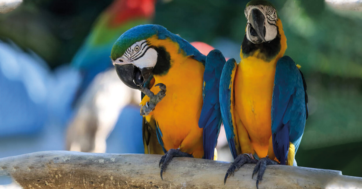 Blue and Gold Macaw