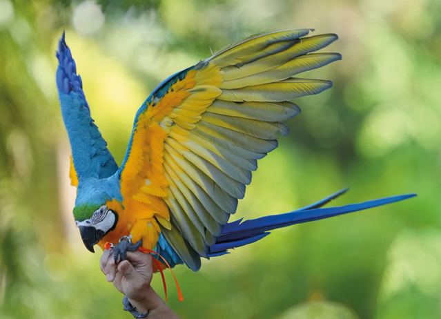 blue and gold macaw pet