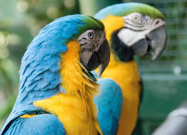 blue and gold macaw diet