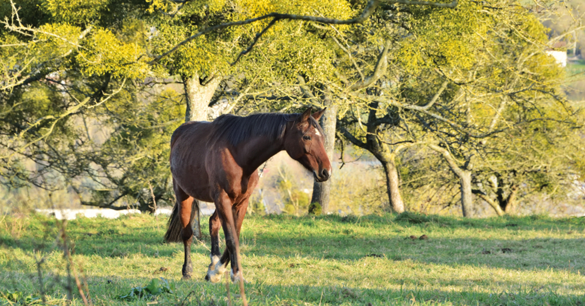 Selle Français Horse