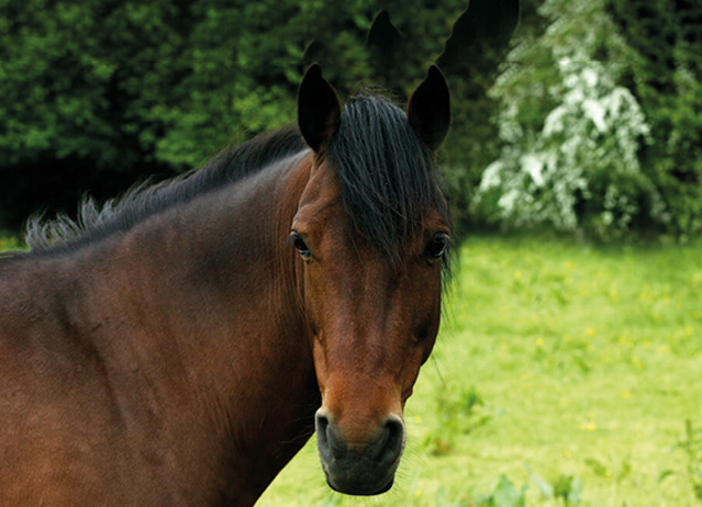 selle francais horse breed