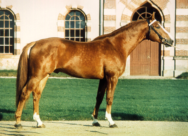 Selle Français Horse