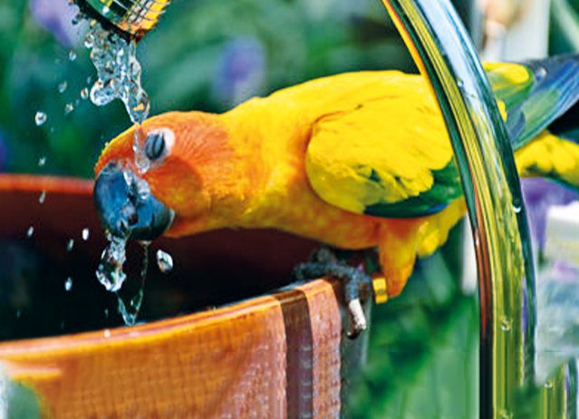 dehydration in parrots